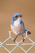 Western Scrub-Jay II Photograph by Clarence Holmes