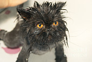 Wet Cat Photograph by M. Watson