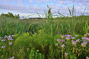 Wetland in Lakewood Forest Preserve Photograph by Ray Mathis