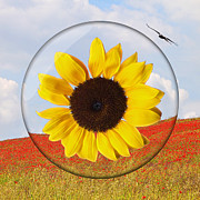 What A Day For A Daydream Photograph by Gill Billington