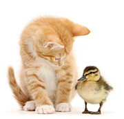 What a ducky little fellow Photograph by Warren Photographic