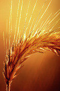 Wheat Close-up Photograph by Johan Swanepoel