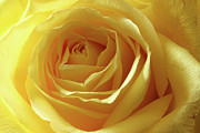 When I Think Of You Photograph by Mike Eingle