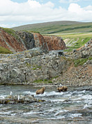 Where the Bears Are  Photograph by Cheryl Strahl