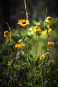 Where the wildflower grows Photograph by Loni Collins