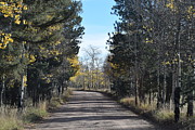 CR 511 Divide CO Photograph by Margarethe Binkley CR 511 Divide CO Photograph by Margarethe Binkley