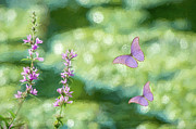 Whimsical Photograph by Cathy Kovarik
