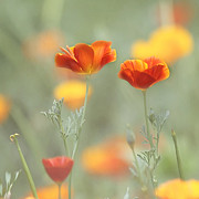 Whimsical Summer Photograph by Kim Hojnacki