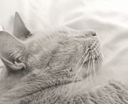 Whisker Portrait Photograph by Jan Gelders