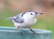 White-breasted Nuthatch I Photograph by Robert E Alter Reflections of Infinity