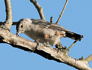 White-Breasted Nuthatch Photograph by Holden The Moment White-Breasted Nuthatch Photograph by Holden The Moment