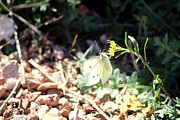 White Butterfly on Goldenseal Photograph by Colleen Cornelius