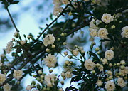 White Butterfly on White Miniature Roses Photograph by Colleen Cornelius White Butterfly on White Miniature Roses Photograph by Colleen Cornelius