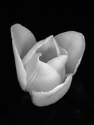 White Crown Photograph by Thomas Pipia