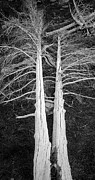 White Dead Trees Photograph by Crystal Wightman