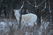 White Deer in Winter Photograph by Brook Burling