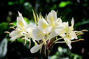 White Hawaiian Flowers Photograph by Daniel Murphy