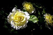 White Licorice Roses Photograph by K Bradley Washburn White Licorice Roses Photograph by K Bradley Washburn