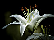 White Lily Photograph by Julie Palencia
