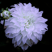 White Louie Meggos Dahlia Photograph by Julie Palencia