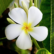 White Plumeria Photograph by Kelley King