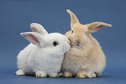 White Rabbit And Sandy Rabbit Photograph by Mark Taylor