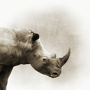 White Rhino Sepia Closeup Square Photograph by Good Focused