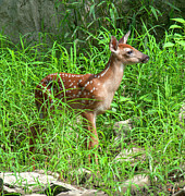 White-tailed Deer Fawn DMAM0040 Photograph by Gerry Gantt