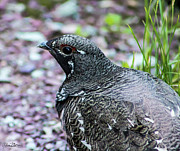 White-Tailed Ptarmigan Photograph by Adam Morsa White-Tailed Ptarmigan Photograph by Adam Morsa
