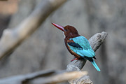 White-throated Kingfisher 02 Photograph by Werner Padarin