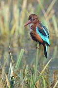 White-throated Kingfisher 13 Photograph by Werner Padarin