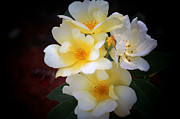 White Yellow Hues Photograph by DB Hayes