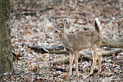 Whitetail Salute Photograph by Andrea Silies