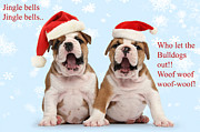 Who let the Bulldogs out Photograph by Warren Photographic