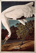 Whooping Crane Painting by John James Audubon Whooping Crane Painting by John James Audubon