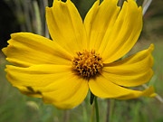 Wide Awake Photograph by Scott Hovind