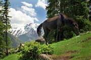 Wild and calm Photograph by Robert Grac