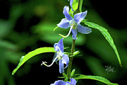 Wild Blue Flowers Photograph by Meta Gatschenberger