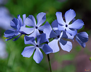 Wild Blue Phlox DSPF0386 Photograph by Gerry Gantt