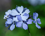 Wild Blue Phlox DSPF0387 Photograph by Gerry Gantt