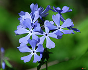 Wild Blue Phlox DSPF0388 Photograph by Gerry Gantt