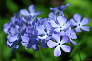 Wild Blue Phlox DSPF0391 Photograph by Gerry Gantt