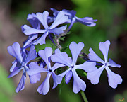 Wild Blue Phlox DSPF0392 Photograph by Gerry Gantt