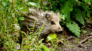Wild Boar Baby Photograph by Eva-Maria Di Bella