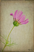 Wild Flower Photograph by Rebecca Langen