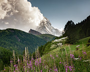 Wild Flowers and the Matterhorn Photograph by Alissa Beth Photography