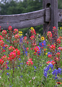 Wild Flowers Photograph by Robert Bellomy Wild Flowers Photograph by Robert Bellomy