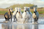 Wild Friends Photograph by Karen Lynch