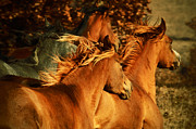 Wild Horses Photograph by Dimitar Hristov