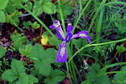 Wild Iris at Wilson Creek #3 Photograph by Ben Upham III Wild Iris at Wilson Creek #3 Photograph by Ben Upham III